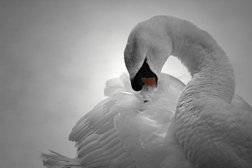 Zwaan, zwart wit met kleurelement by Yvonne Steenbergen