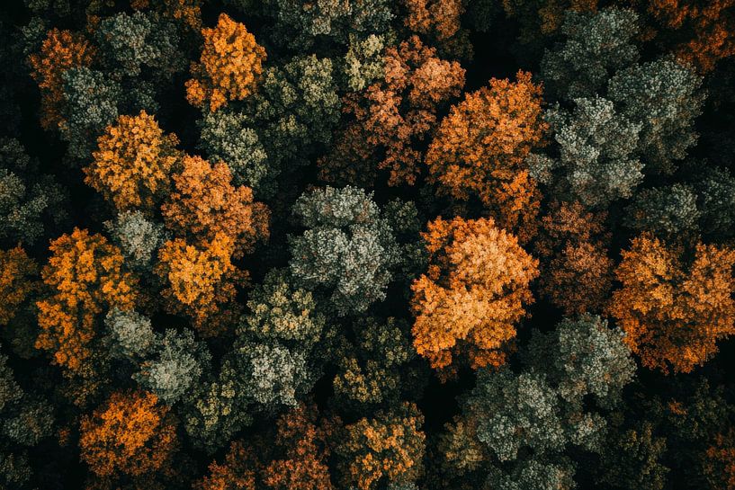 Herbstlicher Wald von Poster Art Shop