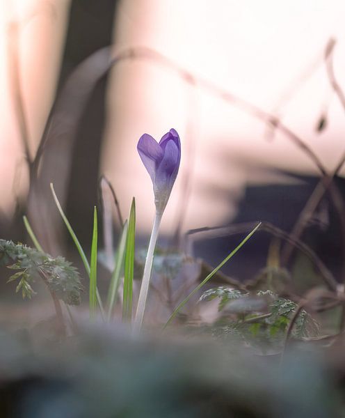 fleurs partie 54 par Tania Perneel