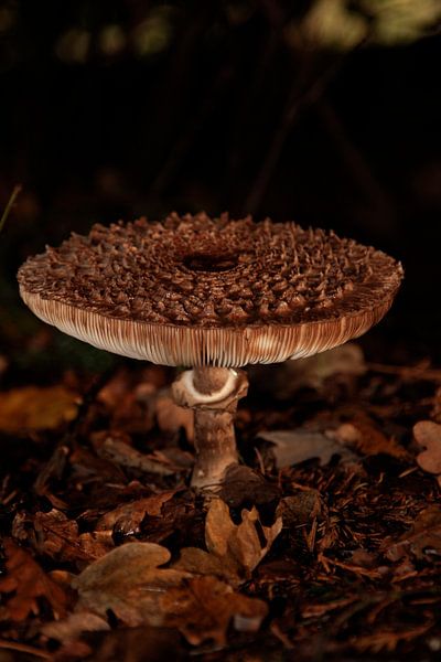 Champignons par Louise Poortvliet