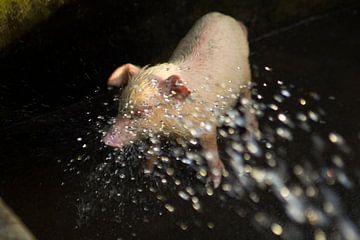 Shower for piglet by Martijn Stoppels