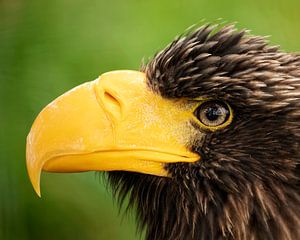 Close up of a Steller Zeearend van Patrick van Bakkum