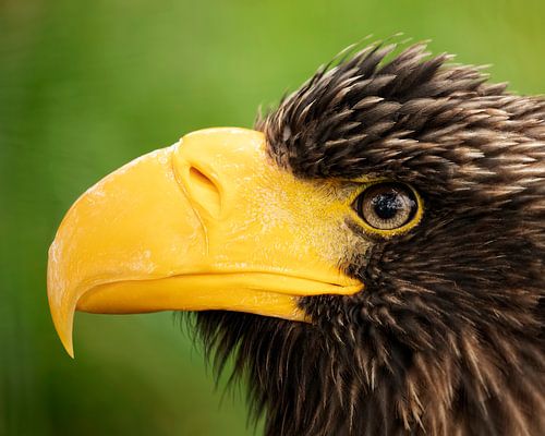 Close up of a Steller White-tailed Eagle