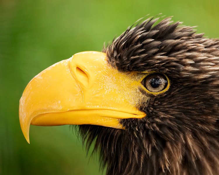 Nahaufnahme eines Seeadlers mit weißem Schwanzadler von Patrick van Bakkum