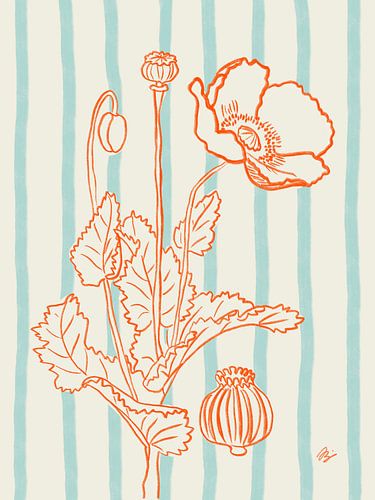 Botanische tekening klaproos