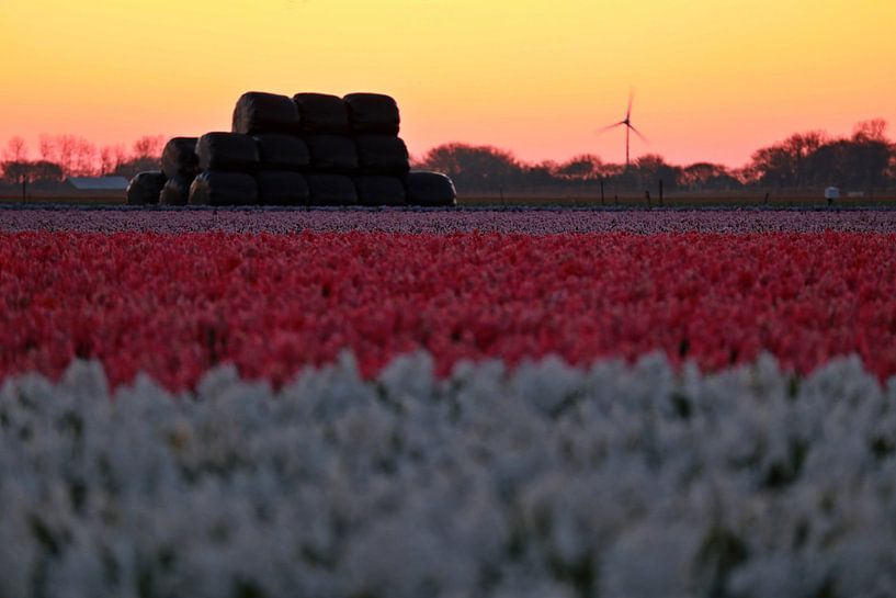 windmolen by peterheinspictures