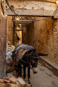 Donkey Days | Morocco Animals Collection | Fine Art | Warm Colored van Charif Bennani