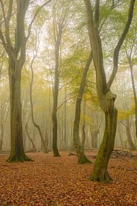 Nebliger Buchenwald im Herbst