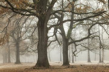 Last Days of Autumn by Ellen Borggreve