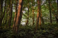 zon licht op de bomen