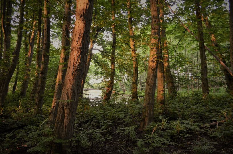 sun light on the trees by falko visser