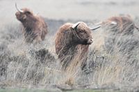 Scottish Highlanders