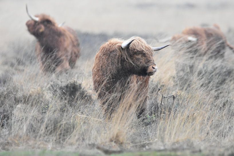 Scottish Highlanders by Silvia Nijholt