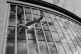 Mouette sur Gregory Debart