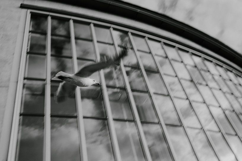 Seagull by Gregory Debart
