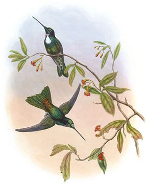 Travie's Inca, John Gould van Hummingbirds