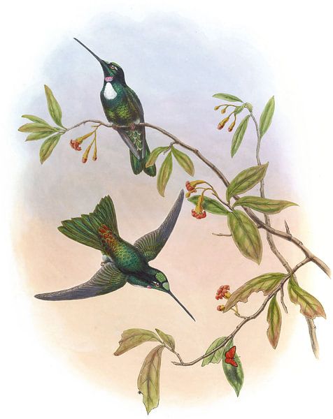 Travies Inka, John Gould von Hummingbirds