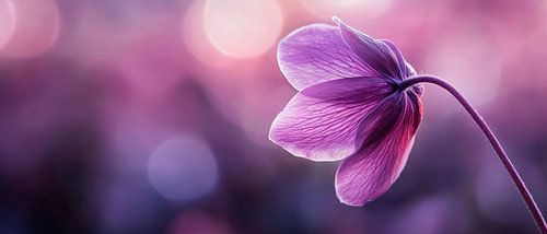 Delicate paarse bloesem in een spel van licht