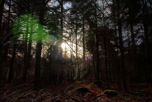 Zonlicht in het bos