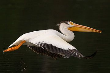 witte pelikaan in Yellowstone Amerika van Kris Hermans