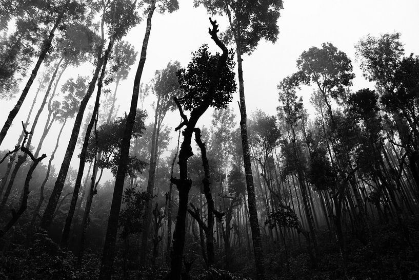 Tall trees by Walljar