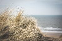 Closeup of dune grass at the Dutch coast