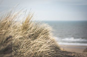 Gros plan sur l'herbe des dunes sur la côte néerlandaise