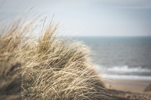 Gros plan sur l'herbe des dunes sur la côte néerlandaise