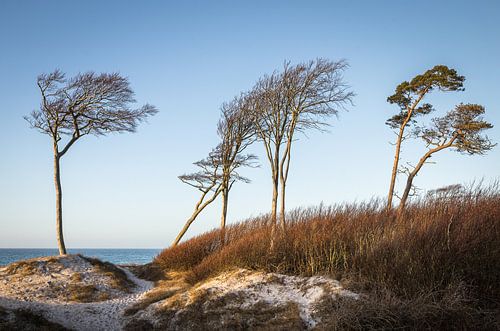 Dune on the west beach