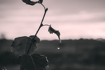 Blad Kunst Macrofotografie Zwart Wit
