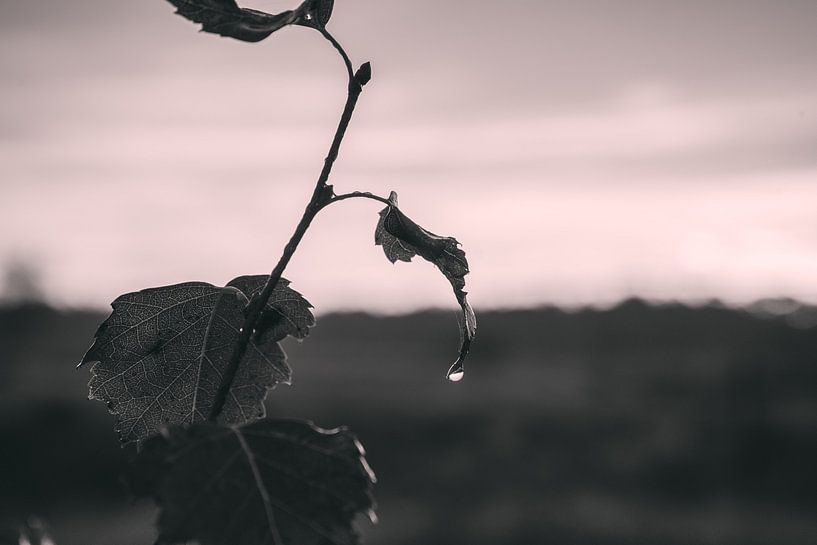 Leaf Art Macro Photography Black and White by Marc van den Elzen