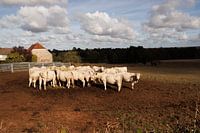 Ygrande, landscape with cows