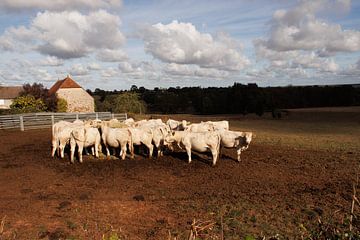 Ygrande, landschap met koeien van Loesje Benda