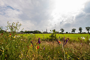 Wildblumen in der niederländischen Landschaft.