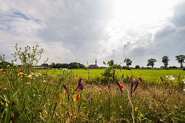 Wilde Bloemen in het Hollandse Landschap. van Brian Morgan