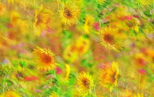 Zonnebloemen