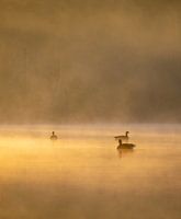 Golden ducks in the haze