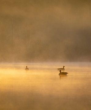 Des canards dorés dans la brume sur Johannes Nouwens