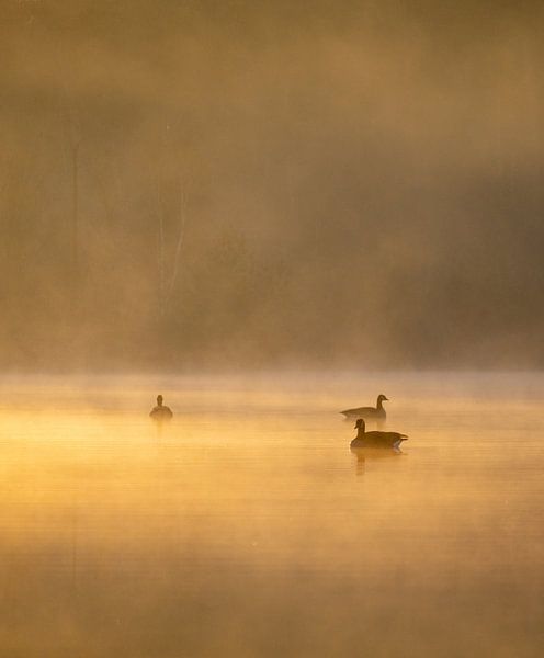 Golden ducks in the haze by Johannes Nouwens