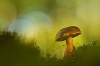 Golden Delight  by Lieuwkje Vlasma thumbnail