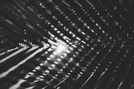 Art in botanical gardens through lines and light by Ken Tempelers thumbnail