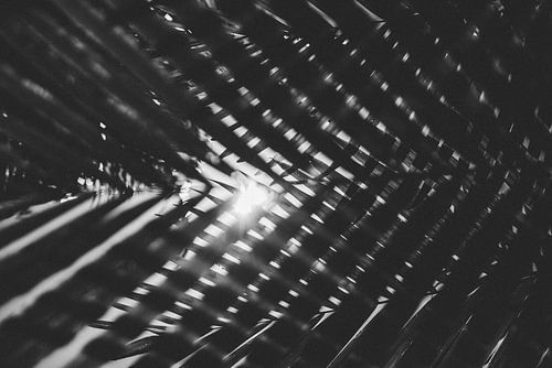 Kunst in de botanische tuinen door lijnen en licht