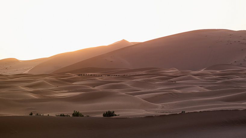Lever de soleil dans le désert par Niek Wittenberg