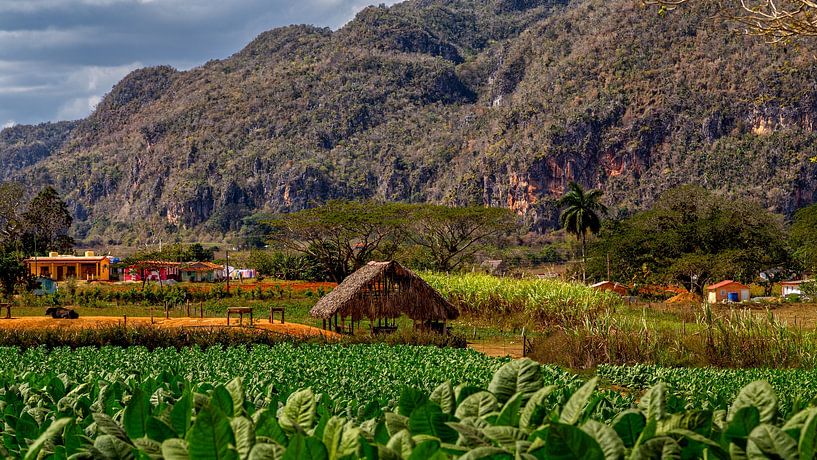 Viñales is a municipality in the Cuban province of Pinar del Río. by René Holtslag