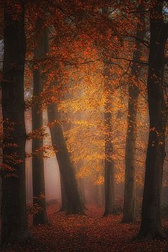 Forêt de rêve brumeuse sur Saskia Dingemans Awarded Photographer