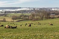 De eerste lammetjes in de wei in Zuid-Limburg van John Kreukniet thumbnail