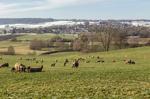De eerste lammetjes in de wei in Zuid-Limburg