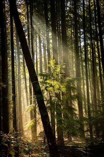 kom op in het licht van Hetwie van der Putten