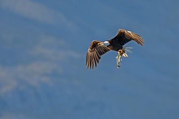 Bald eagle in flight