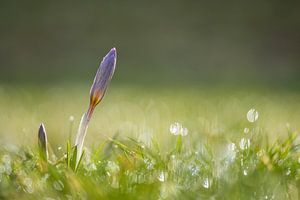 Krokus an einem schönen Frühlingsmorgen von John van de Gazelle